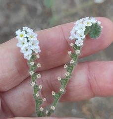 Heliotropium europaeum