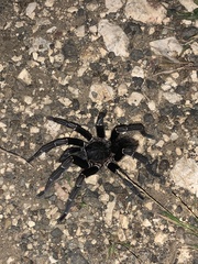 Aphonopelma seemanni