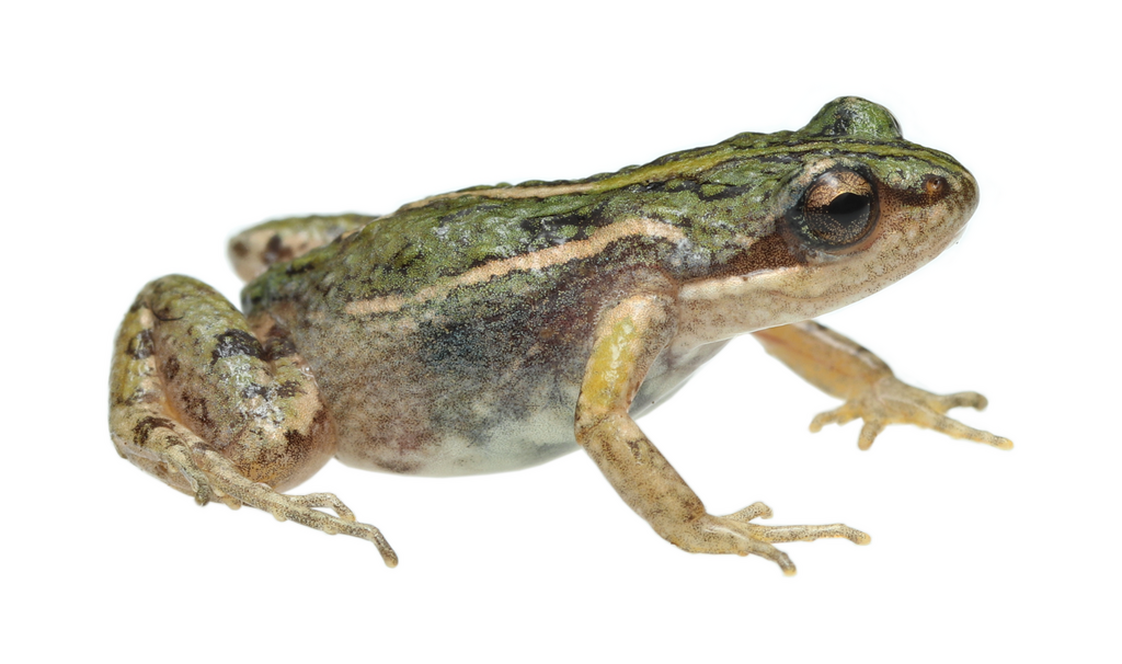 Southern Dainty Frog