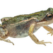 Southern Dainty Frog - Photo no rights reserved, uploaded by Oliver Angus