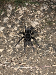 Aphonopelma seemanni