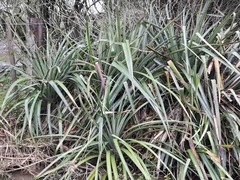 Bromelia antiacantha