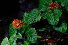 Clerodendrum paniculatum