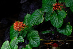 Clerodendrum paniculatum image