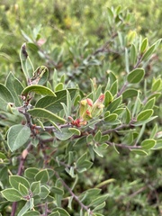 Arctostaphylos franciscana