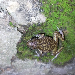 Eleutherodactylus interorbitalis