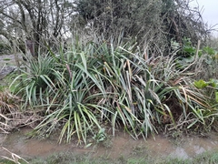 Bromelia antiacantha