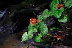 Clerodendrum paniculatum