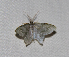 Chloropteryx opalaria
