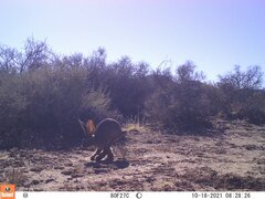 Bunolagus monticularis