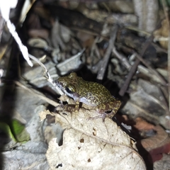 Eleutherodactylus interorbitalis