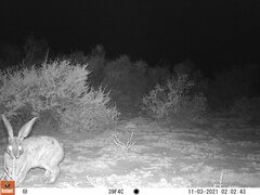 Bunolagus monticularis