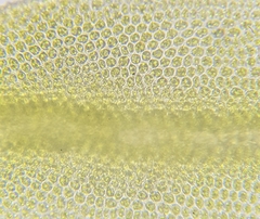 Zygodon conoideus