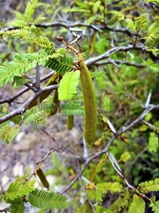 Vachellia campechiana