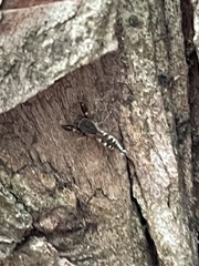 Cheliferoides segmentatus