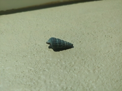 Cerithideopsis californica