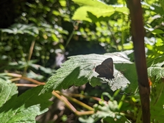 Callophrys spinetorum