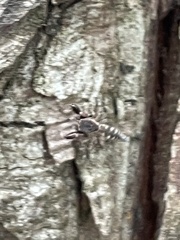 Cheliferoides segmentatus