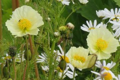 Papaver croceum