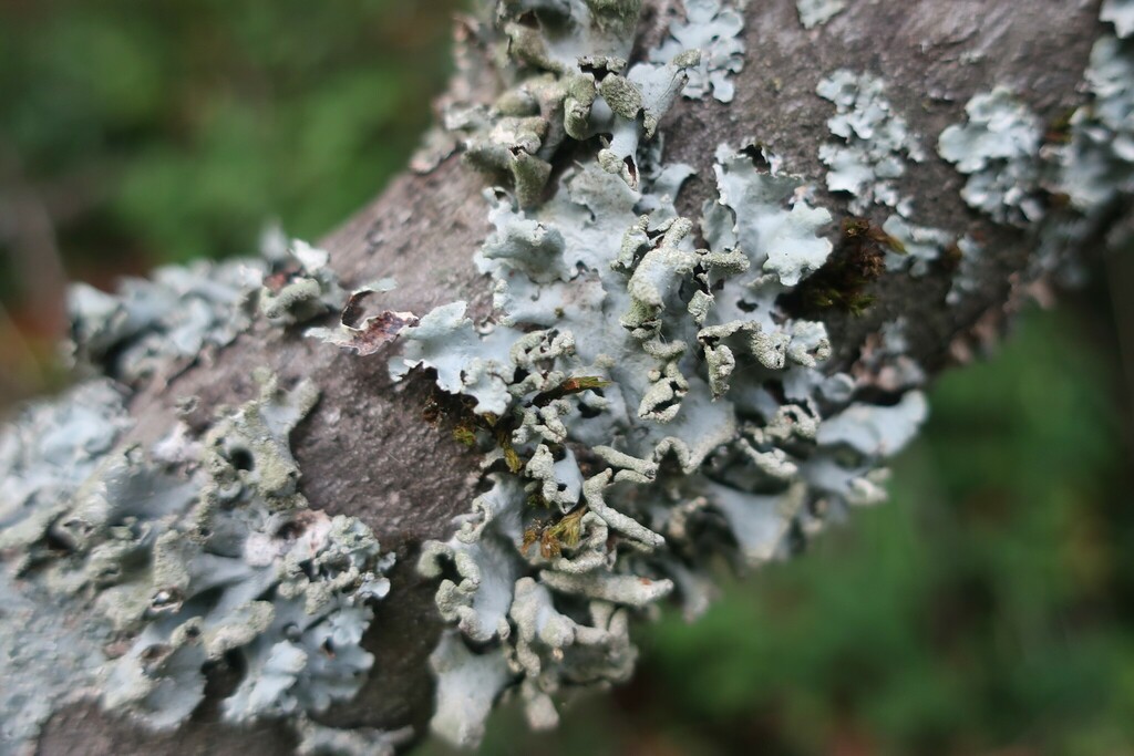 Powdered Loop Lichen from Erembodegem (Dender), België on July 28, 2022 ...