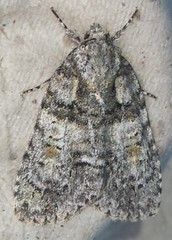 Acronicta increta