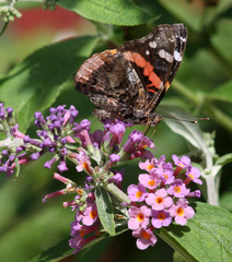 Vanessa atalanta