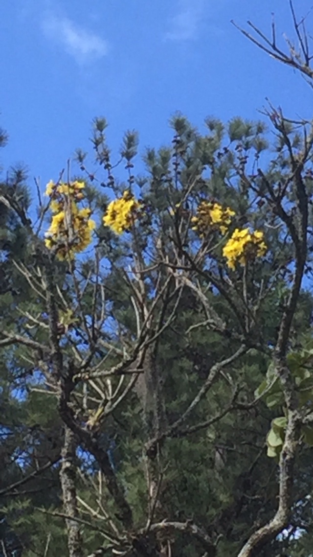 Imagem de Ipê-amarelo