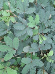 Mimosa pudica