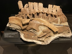 Hadrosauridae