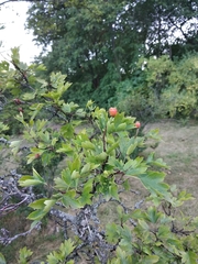 Crataegus zangezura