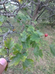 Crataegus zangezura