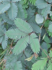 Mimosa pudica