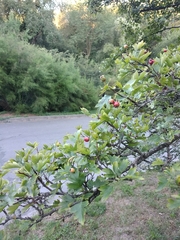 Crataegus zangezura