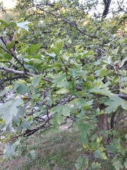 Crataegus zangezura