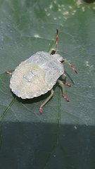 Palomena prasina