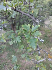 Crataegus zangezura
