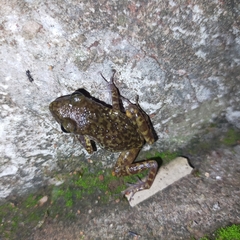 Eleutherodactylus interorbitalis