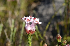Erica ampullacea