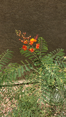 Caesalpinia pulcherrima