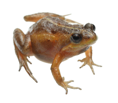 Microbatrachella capensis