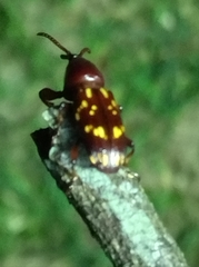 Arrhenodes
