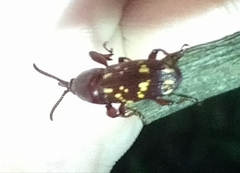 Arrhenodes