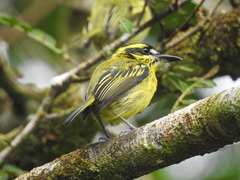 Todirostrum chrysocrotaphum