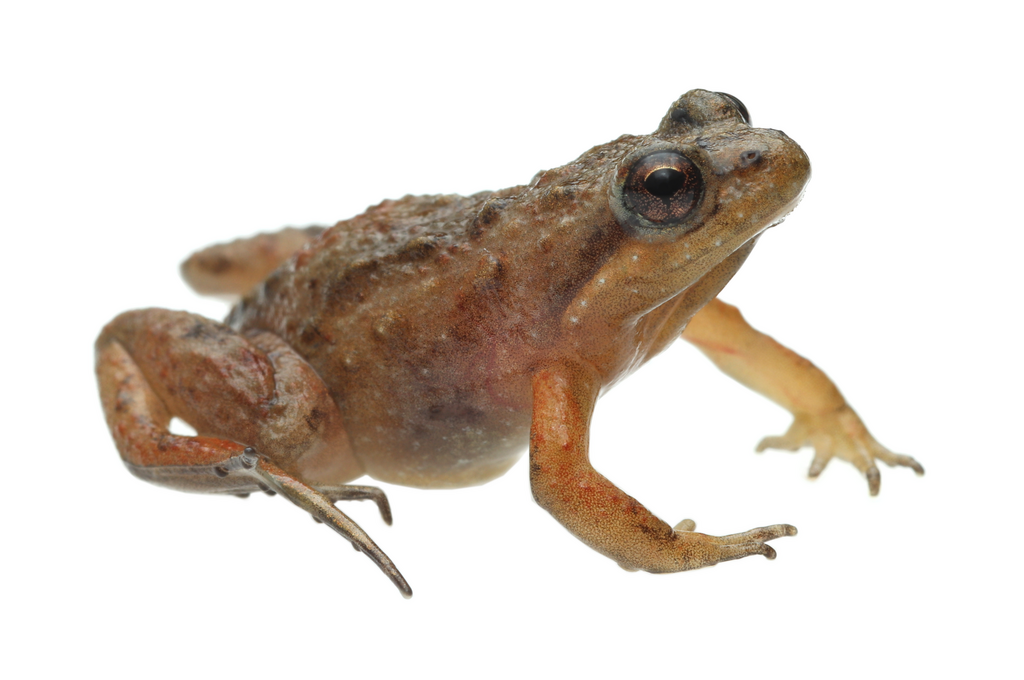 Cape Flats Frog