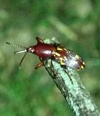 Arrhenodes