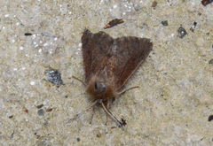 Orthosia transparens
