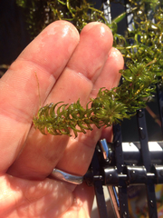 Hydrocharitaceae
