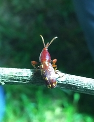 Arrhenodes