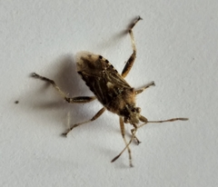 Stictopleurus scutellaris