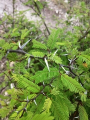 Vachellia campechiana